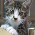 母猫と生後２ヶ月の子猫が1匹の保護猫がいます。