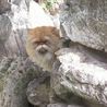 猫大福 さん