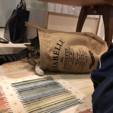 しっぽ…見えてるよ