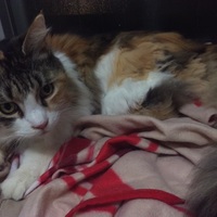 ちゃんヒメ