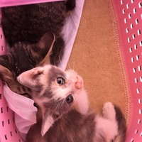 仔猫ちゃん　２匹