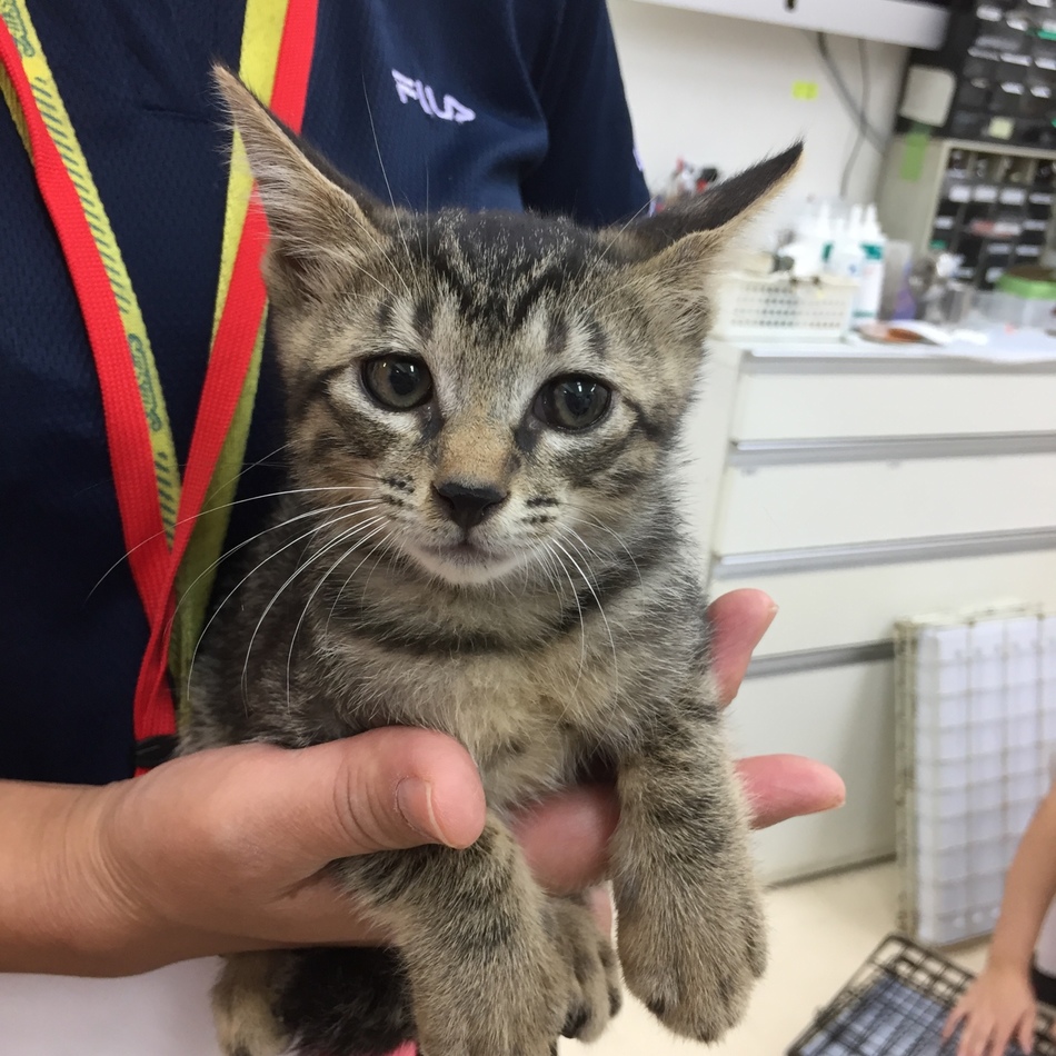 仔猫ちゃん　２匹のカバー写真