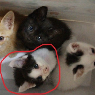 元気いっぱいな子猫ちゃん！里親さん募集しています！