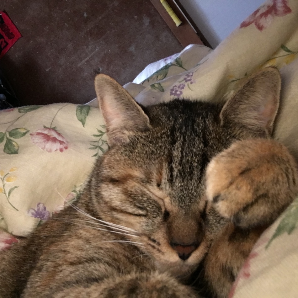 ちゃこのカバー写真