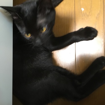 大きくなりました