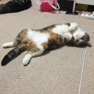 スコティッシュフォールドのオス猫ちゃん