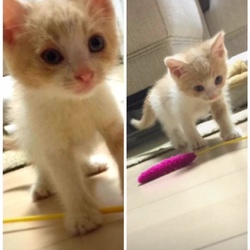 9月8日保護の子猫