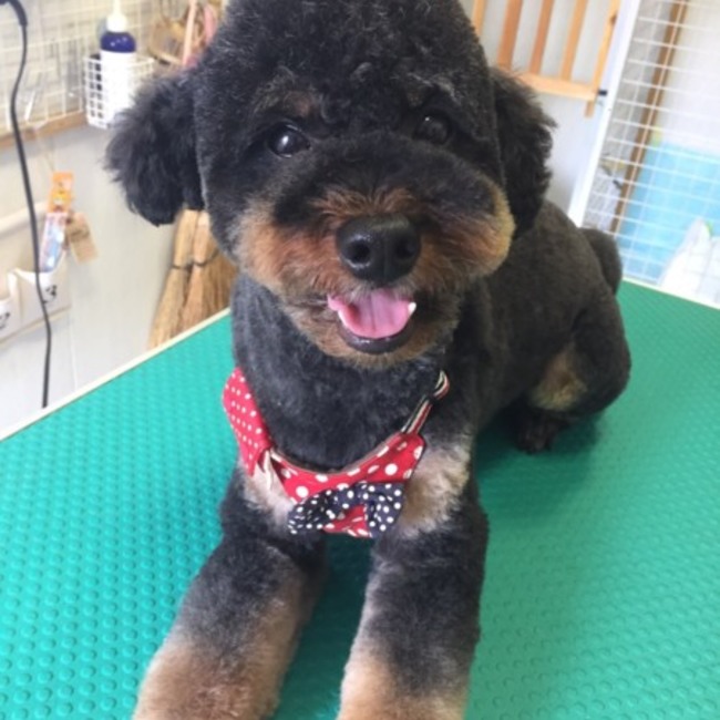 ぶっ君ママのカバー写真