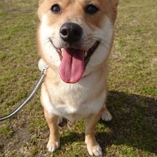 里親を募集しています