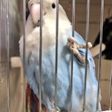 コザクラインコ