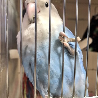 コザクラインコ