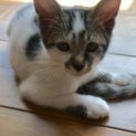 生後2ヶ月の愛くるしい仔猫です