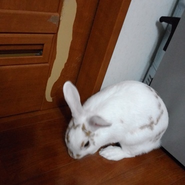 いつの間にか引き戸がやられました。ウサギの好奇心と行動力はすごい。。