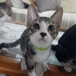 11/5銀座★グリーン君★ちょっぴりシャイ