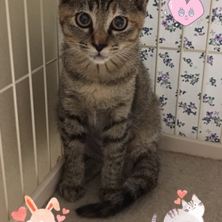 キュートな子猫さん