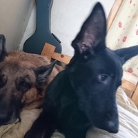 コレカ＆エルフ