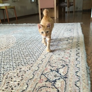 可愛すぎる茶トラ君！(半年位？)