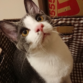 里親決定♡鼻毛模様が可愛いハウルくん