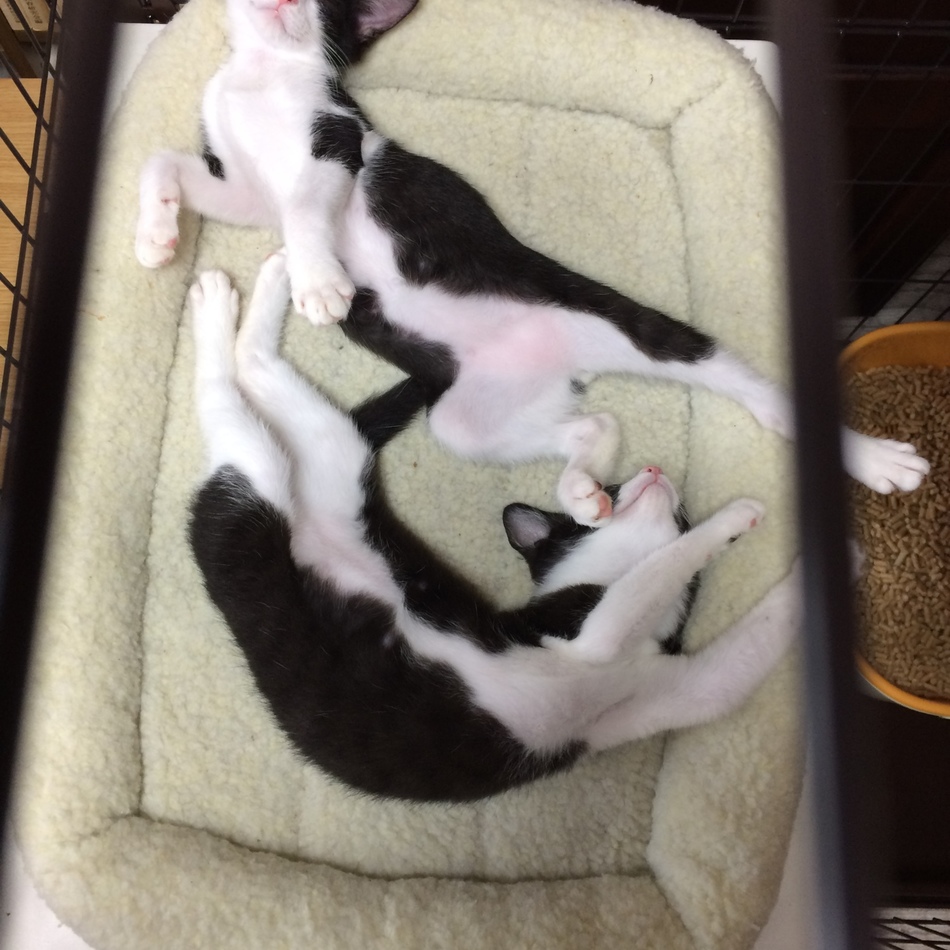 プリ松のカバー写真
