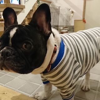 応募多数のため一旦ストップします。