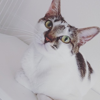 里親決定♡鍵しっぽの可愛いしずくちゃん☆