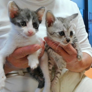 一か月の美人ちゃん姉妹です。