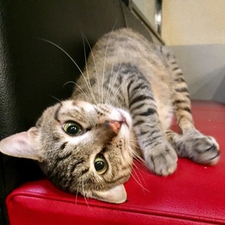 人大好きゴロゴロ甘えたメンズ