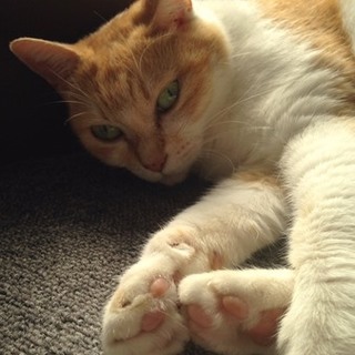 ！至急！ 老猫の里親募集 期限あり…