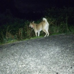 百発百中！んこキャッチ！