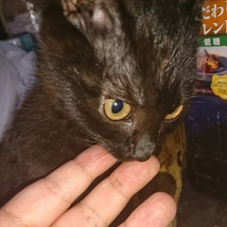 元気いっぱいクロスケ