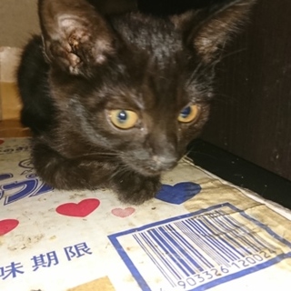 cuteなツンデレ女の子