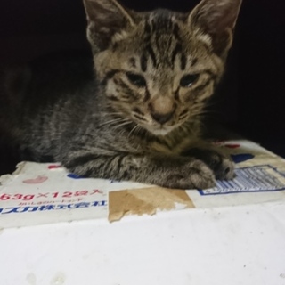 背中に乗るのが好きなキジトラ君