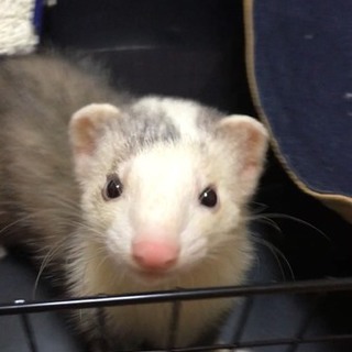フェレットちゃん里親募集。