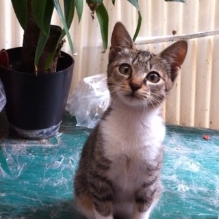 まだ幼く、頭の賢いお話する猫ちゃんです。