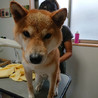 柴犬♂やまと　　 預かり日記あり サムネイル3