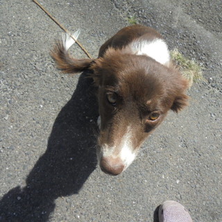 １歳のボーダーコリー