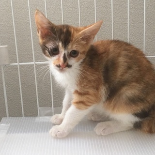 みけこさん里親さん募集です