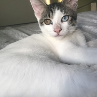 可愛い子猫ちゃん