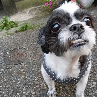 一旦募集停止します小さな小さなシーズー ？