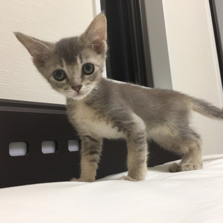 多頭飼育崩壊レスキューの６匹　ショコラくん