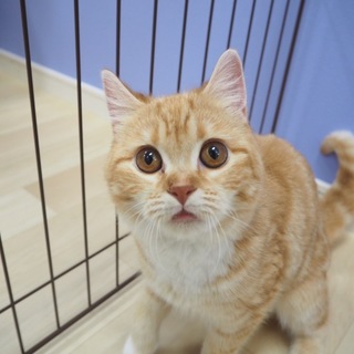 マンチカンの女の子です。