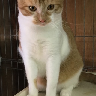 可愛い茶白ちゃん10か月位（動画有）