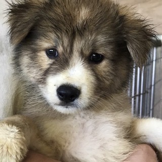 ♂338 里親募集です！