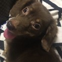 チワワとダックスMIXのブラウニーちゃん