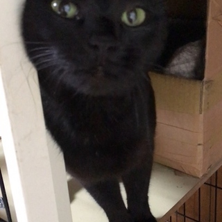 黒猫ハチコにパパママ募集中（動画有）