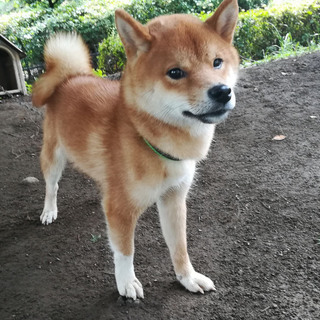 豆太君に沢山のご応募ありがとうございました！