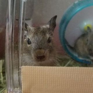 デグーの里親募集です。