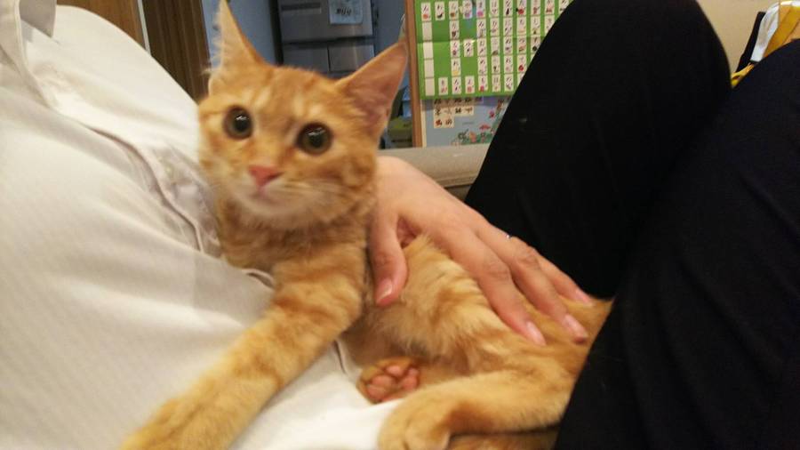しっぽの長い茶トラの美猫君 埼玉県 猫の里親募集 ペットのおうち 月間利用者150万人