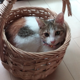 大切に飼ってくださるかた