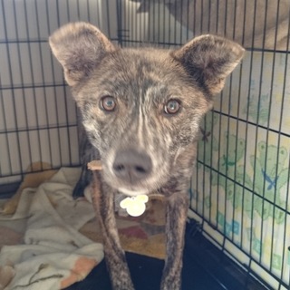 元野犬。少し恐がりの女の子です